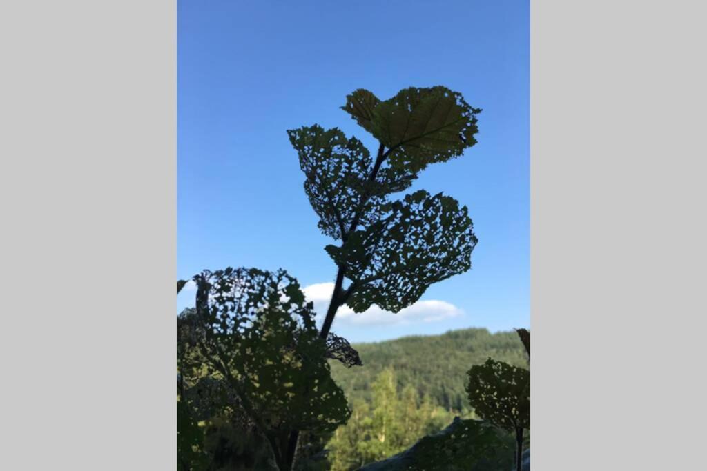 Gite Authentic Ardenne Vresse-sur-Semois Exterior foto